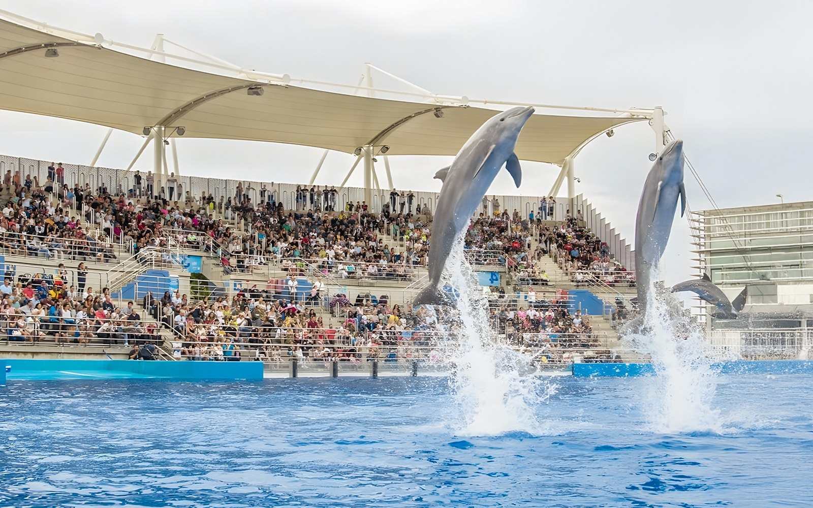 Dolphins leaping during a show at Oceanographic Valencia with a full audience.