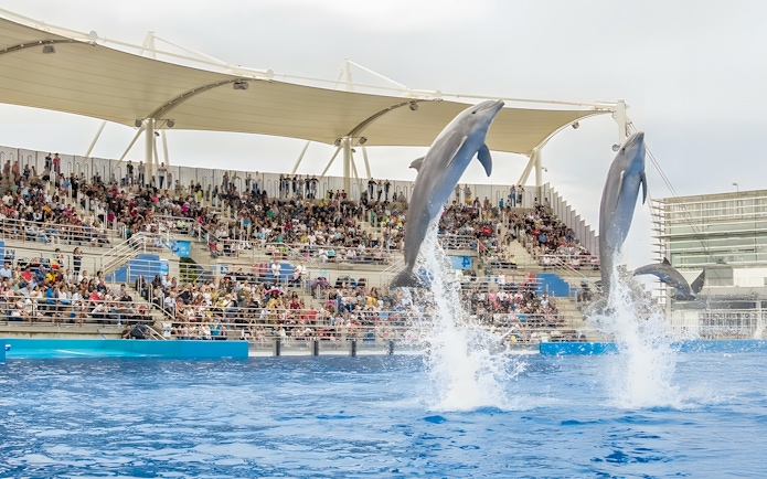 Dolphins leaping during a show at Oceanographic Valencia with a full audience.