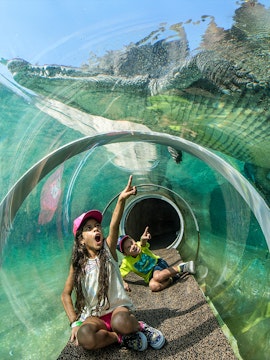 Children in a glass tunnel observing a crocodile at Zoo Miami.