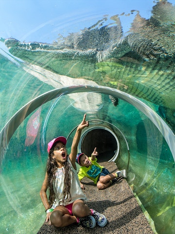 Children in a glass tunnel observing a crocodile at Zoo Miami.