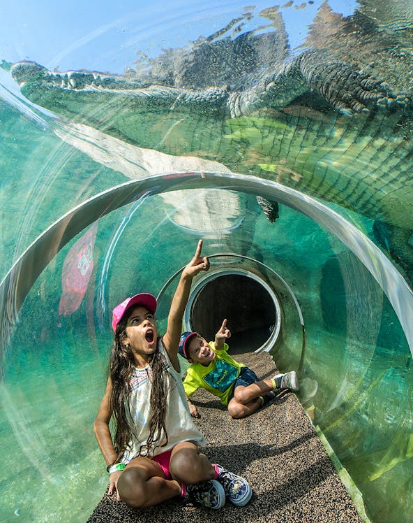 Children in a glass tunnel observing a crocodile at Zoo Miami.