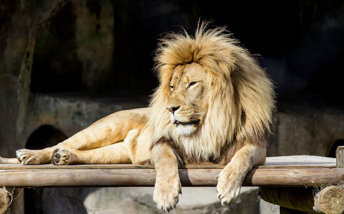 Lion resting on a wooden platform at San Francisco Zoo.