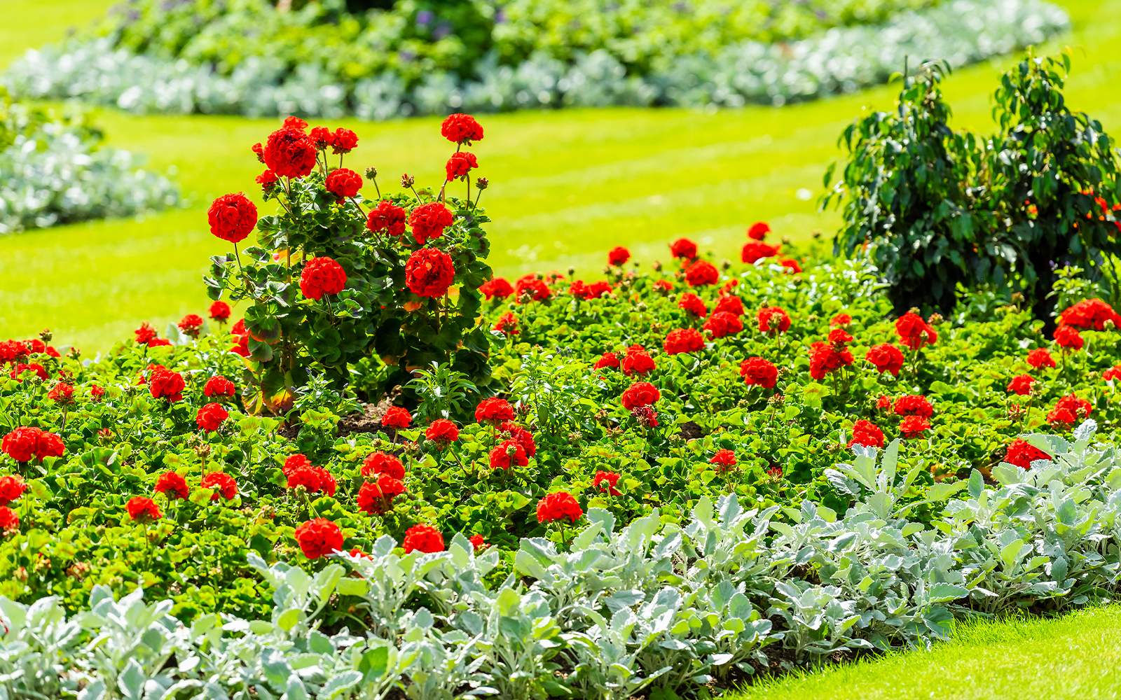 Buckingham Palace Rose Gardens with vibrant roses and manicured pathways in London.