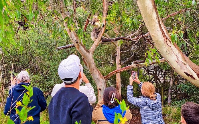 Tourists photographing a koala in a tree at Kennet River on the Great Ocean Road tour.