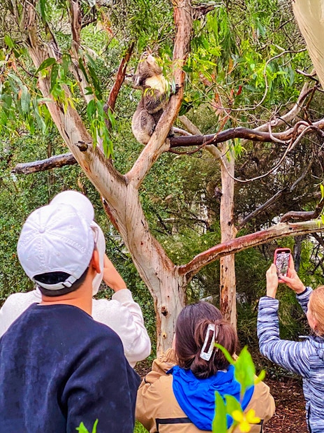 Tourists photographing a koala in a tree at Kennet River on the Great Ocean Road tour.