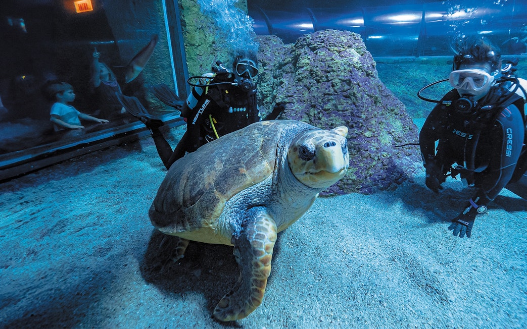 Turtle swimming with divers at Aquarium of Western Australia.