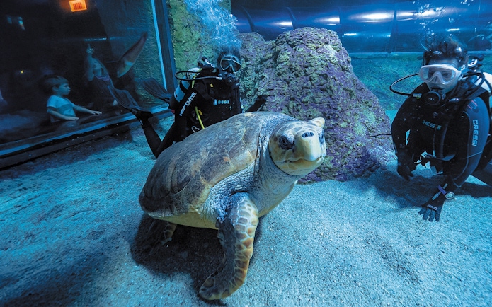 Turtle swimming with divers at Aquarium of Western Australia.