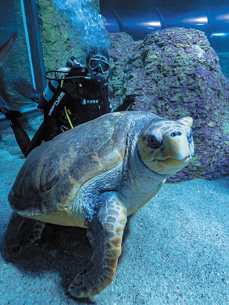 Turtle swimming with divers at Aquarium of Western Australia.