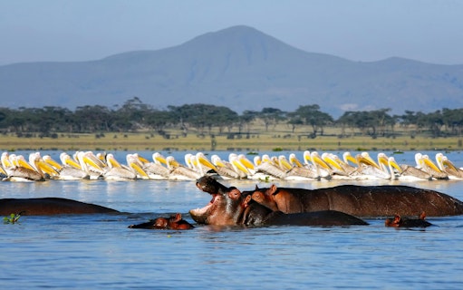 Hippos and pelicans in Lake Naivasha, Nairobi, Kenya, with distant hills.