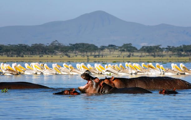 Hippos and pelicans in Lake Naivasha, Nairobi, Kenya, with distant hills.