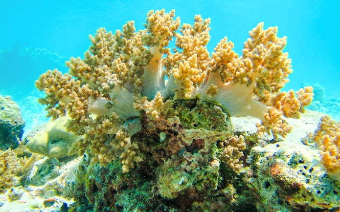 Coral reef in Similan Island showcasing diverse marine life.