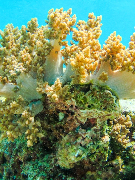 Coral reef in Similan Island showcasing diverse marine life.