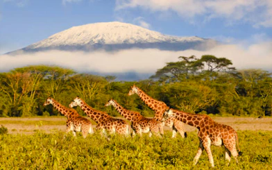 Giraffes walking in Amboseli National Park with Mount Kilimanjaro in the background.