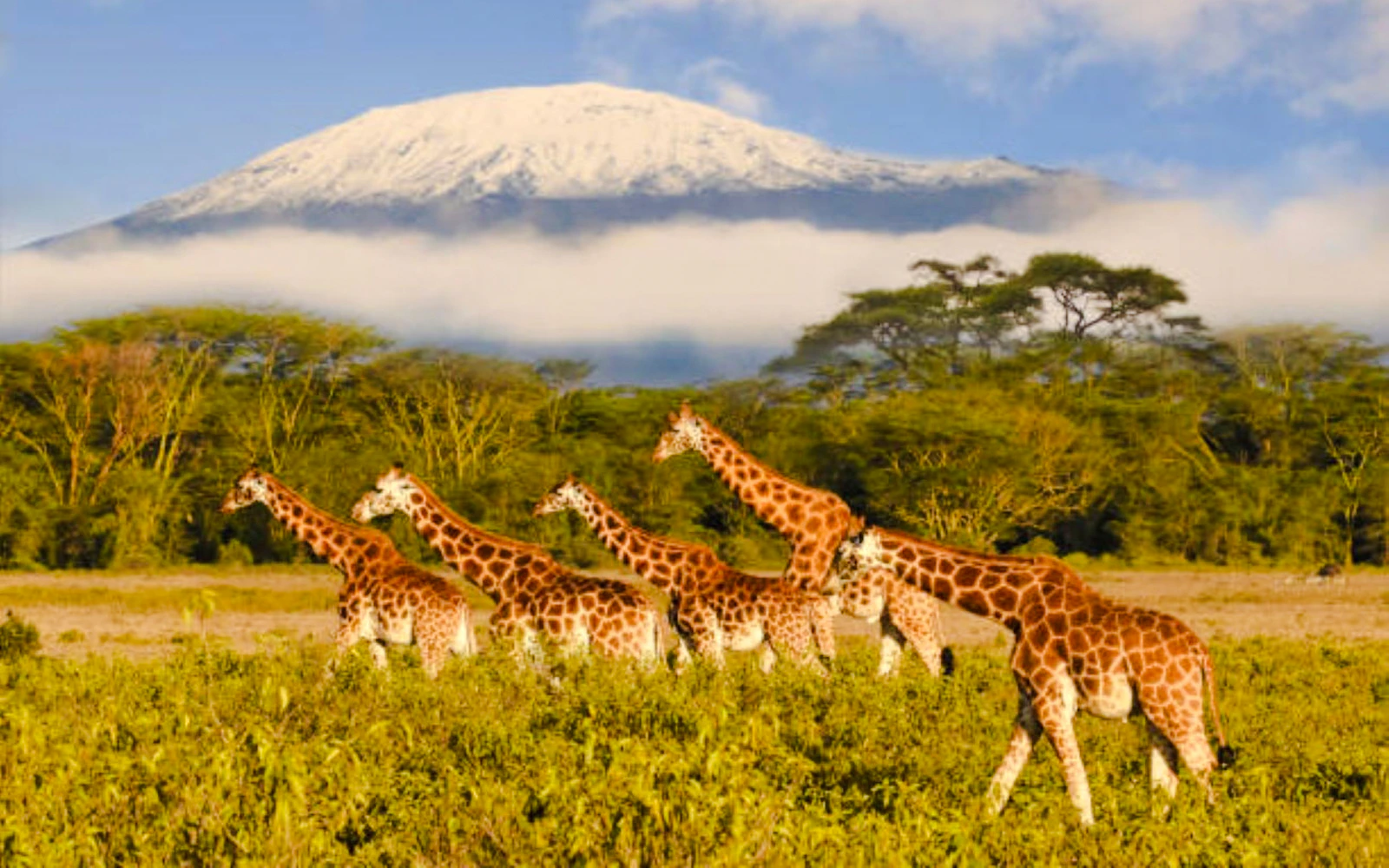 From Nairobi: Amboseli National Park Private Day Tour (Product 56361)