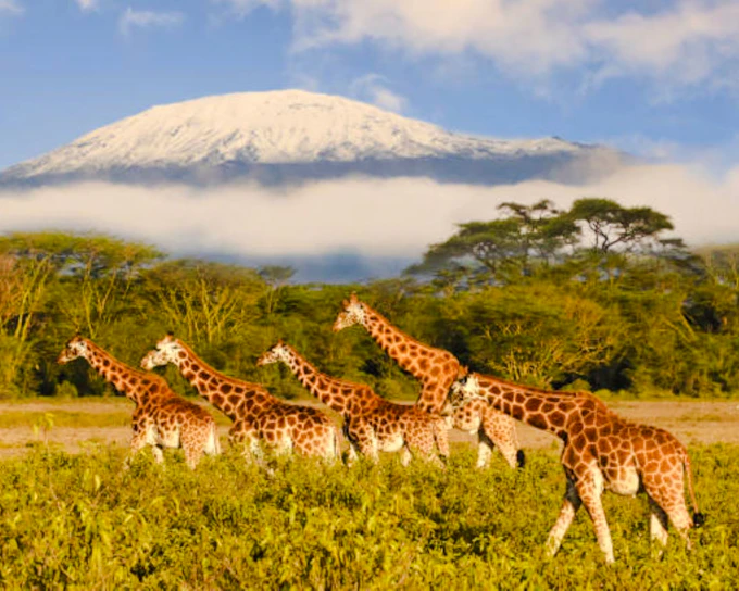 From Nairobi: Amboseli National Park Private Day Tour (Product 56361)