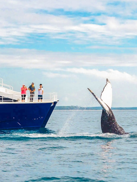 Tourists on a ship watching a whale near Fraser Island, K'gari.
