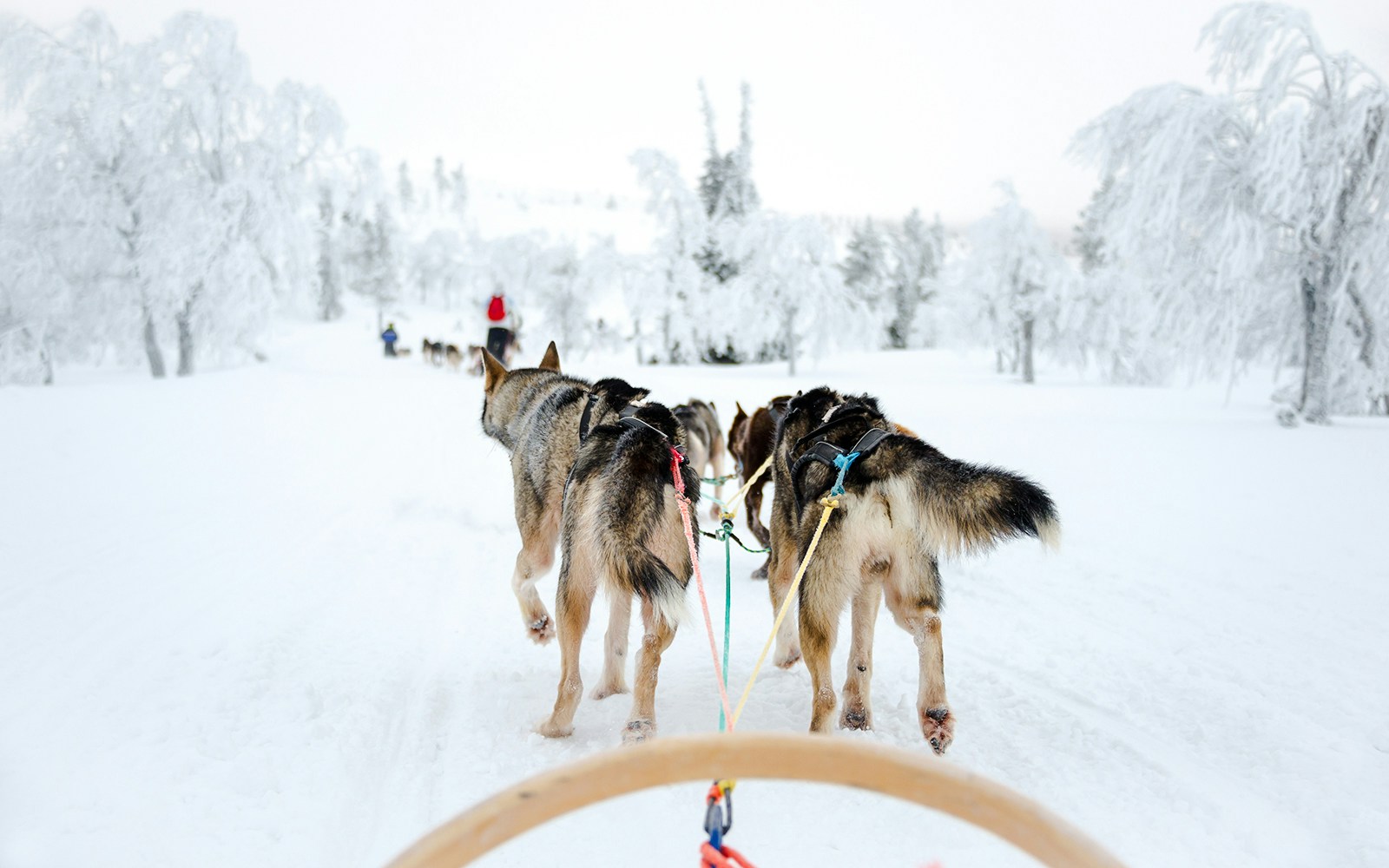 Husky sled team pulling a sled through snowy Lapland forest.