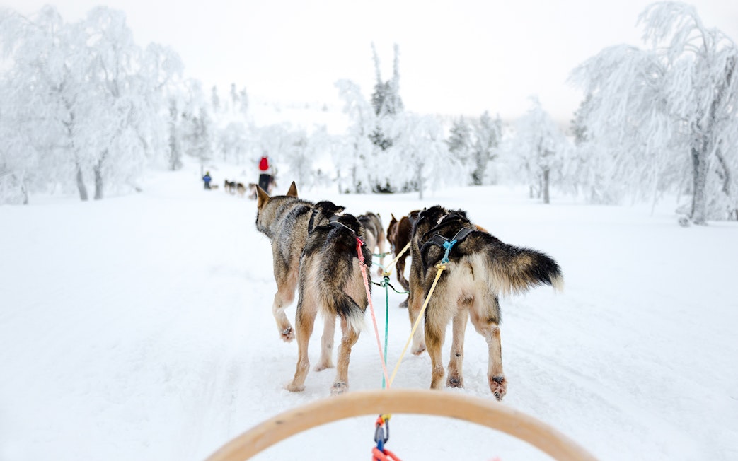 Husky sled team pulling a sled through snowy Lapland forest.
