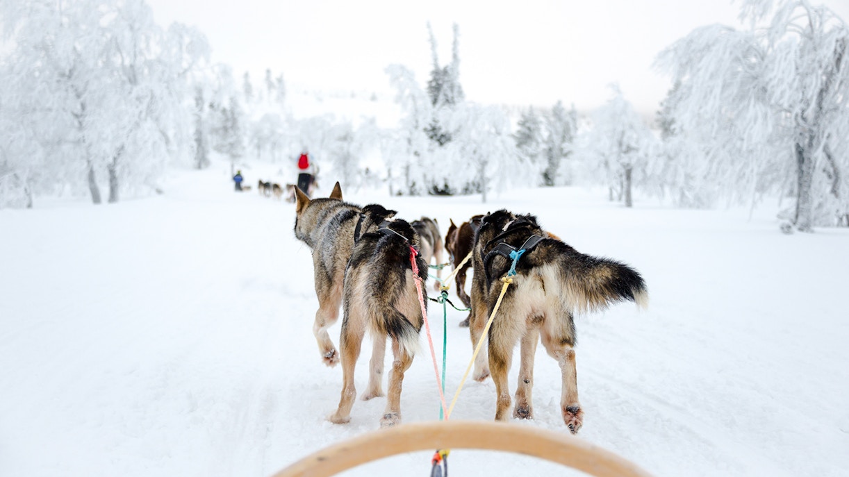 Husky sled team pulling a sled through snowy Lapland forest.