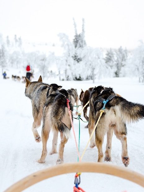Husky sled team pulling a sled through snowy Lapland forest.
