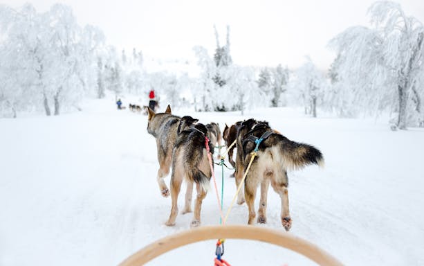 Husky sled team pulling a sled through snowy Lapland forest.