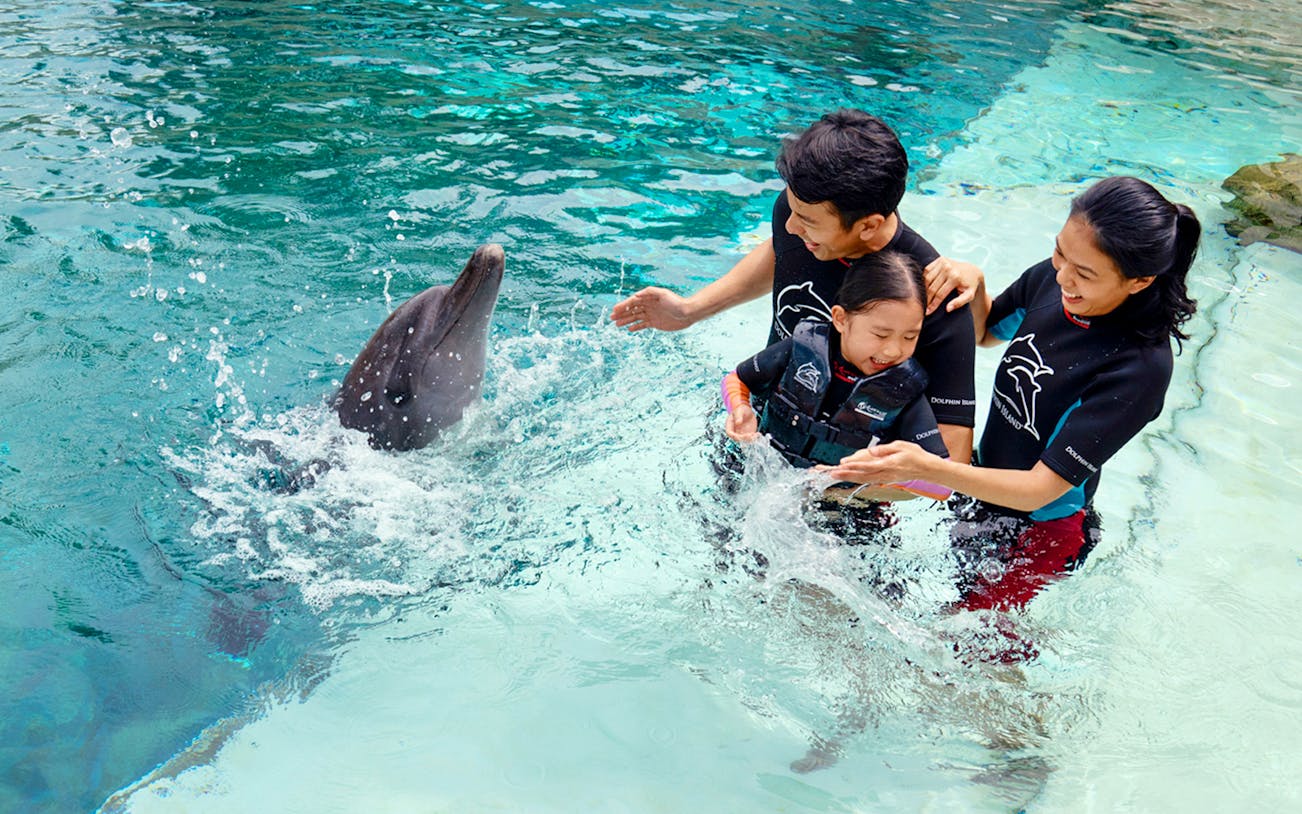 Family interacting with a dolphin at Dolphin Discovery Show.