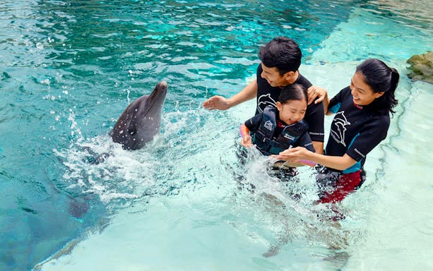 Family interacting with a dolphin at Dolphin Discovery Show.
