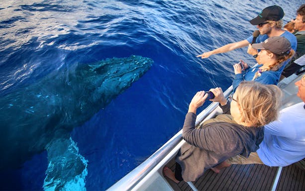 Whale watching from a boat at Maʻalaea Harbor, Oahu, with people observing a whale.