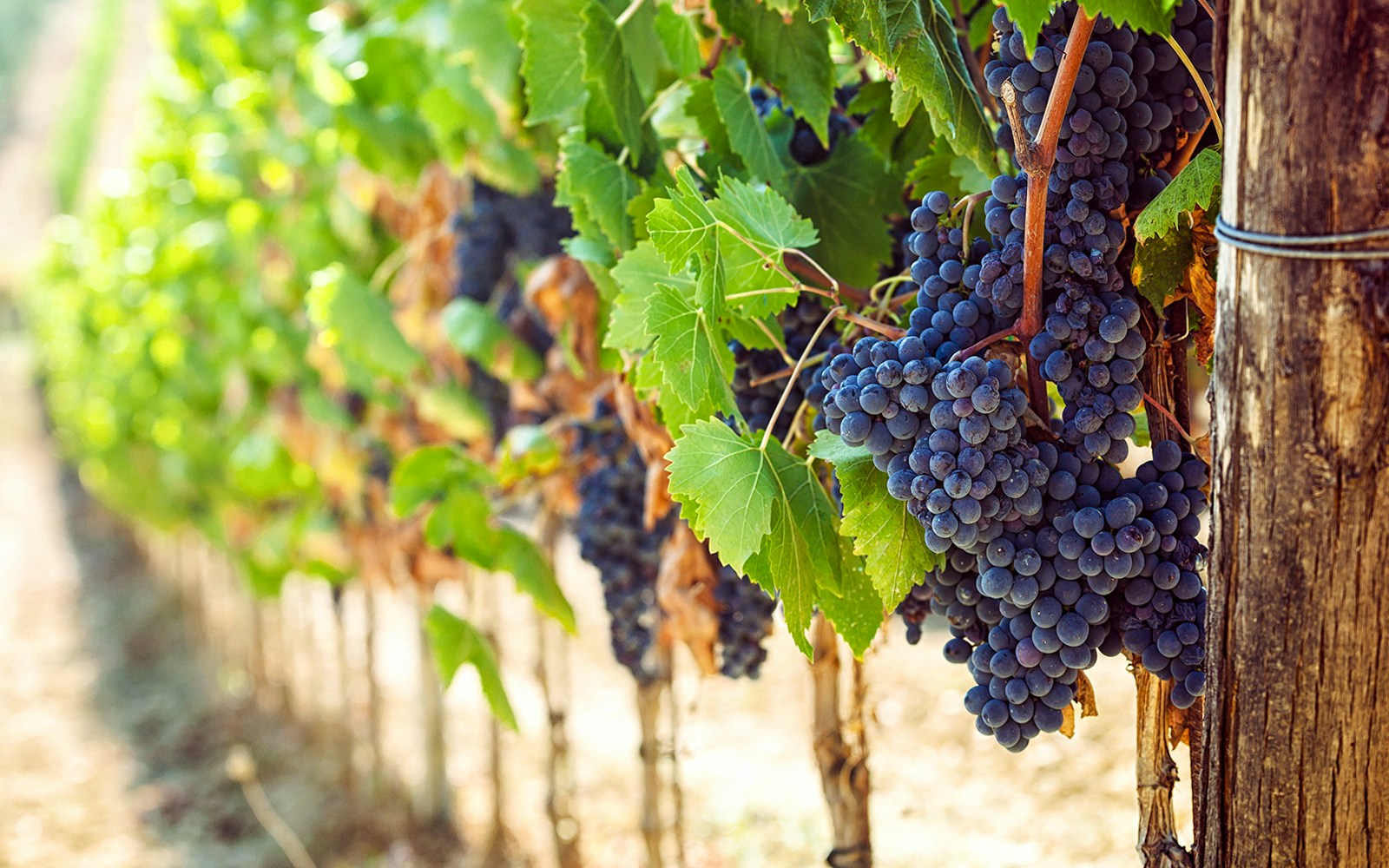 Ripe grapes hanging in a vineyard in Tuscany, Italy.
