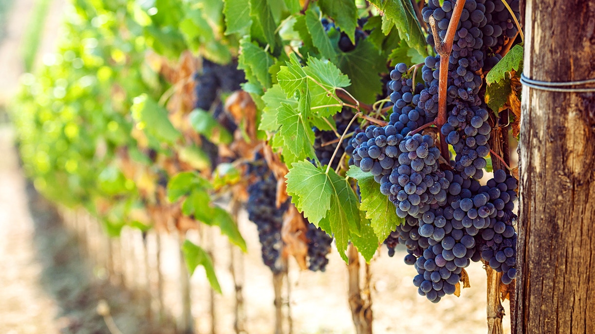 Niagara Falls Wine Tours