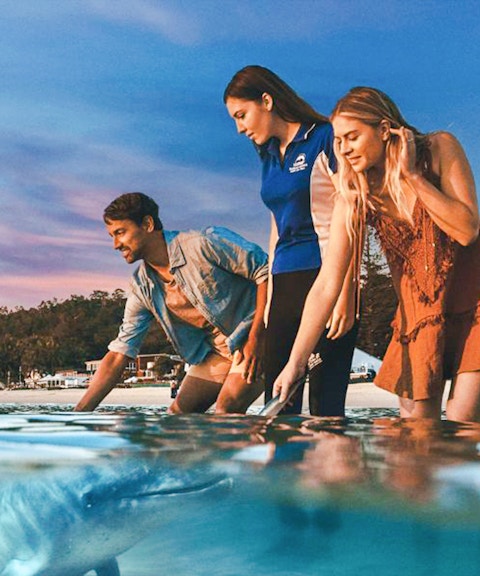 People interacting with dolphins in shallow water on Moreton Island.