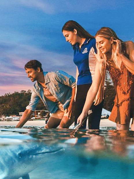 People interacting with dolphins in shallow water on Moreton Island.