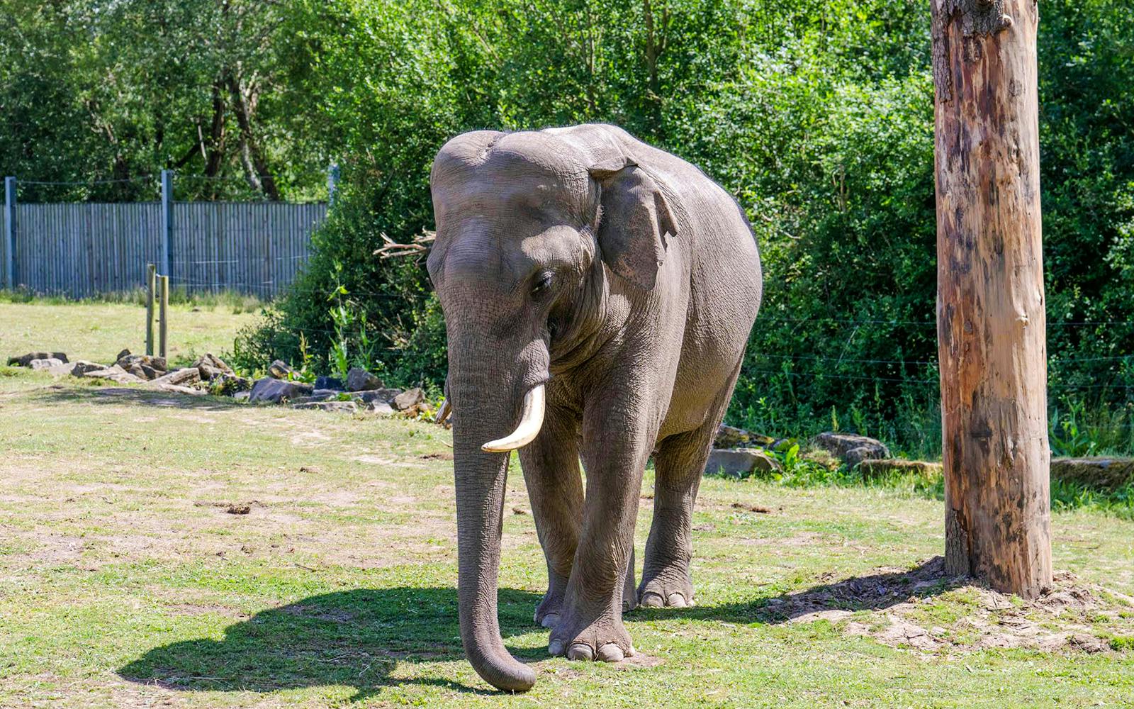 Elephant walking in an outdoor enclosure at Blackpool Zoo.