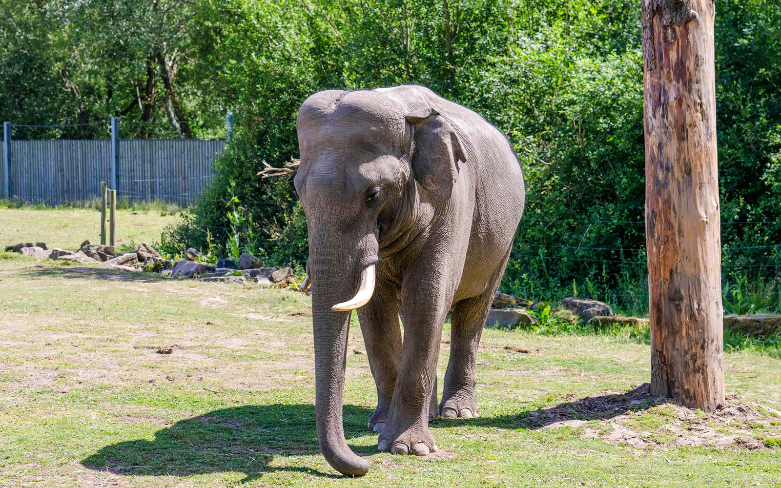 Elephant walking in an outdoor enclosure at Blackpool Zoo.