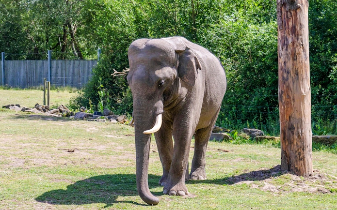 Elephant walking in an outdoor enclosure at Blackpool Zoo.