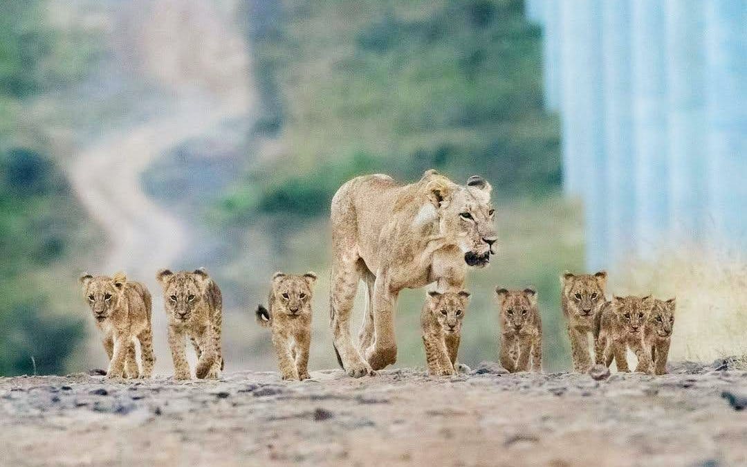 Lioness and cubs walking on a dirt path in Nairobi National Park Safari.