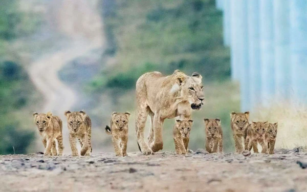 Half-Day Nairobi National Park Game Drive Safari with Hotel Transfers
