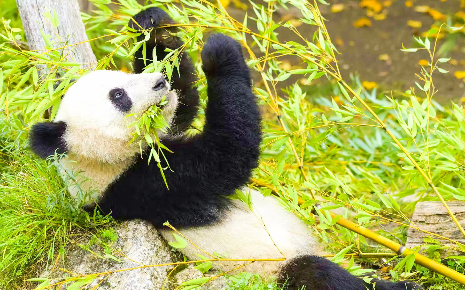Panda eating bamboo at Dujiangyan Panda Valley.