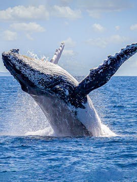 Whale Watching Cruises