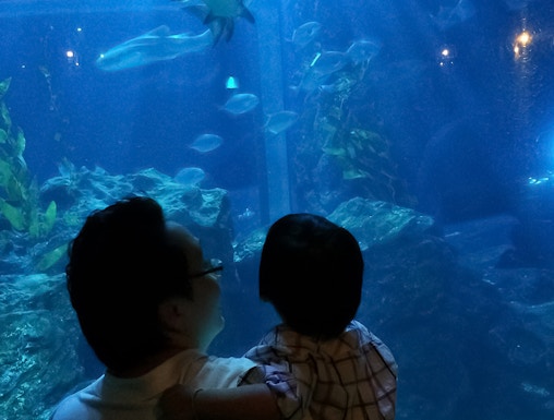 Father and child observing sharks and fish at SeaLife Bangkok aquarium.