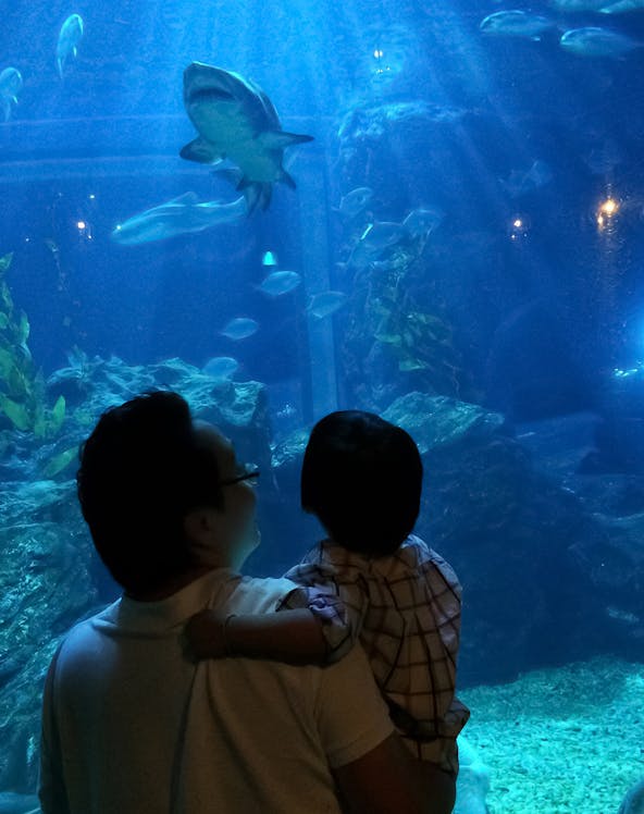 Father and child observing sharks and fish at SeaLife Bangkok aquarium.