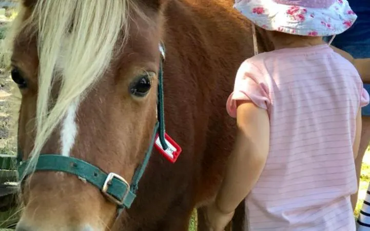 Child petting a pony during the 2hr Premium Animal Tour in Brisbane.