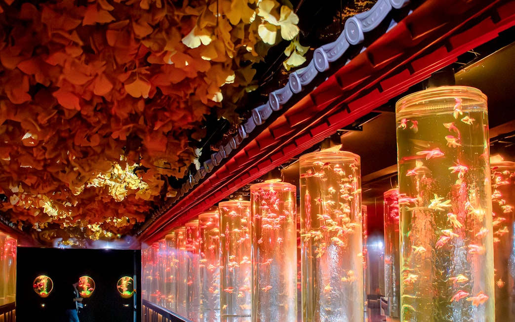Goldfish in illuminated tanks at Ginza Art Aquarium, Tokyo.