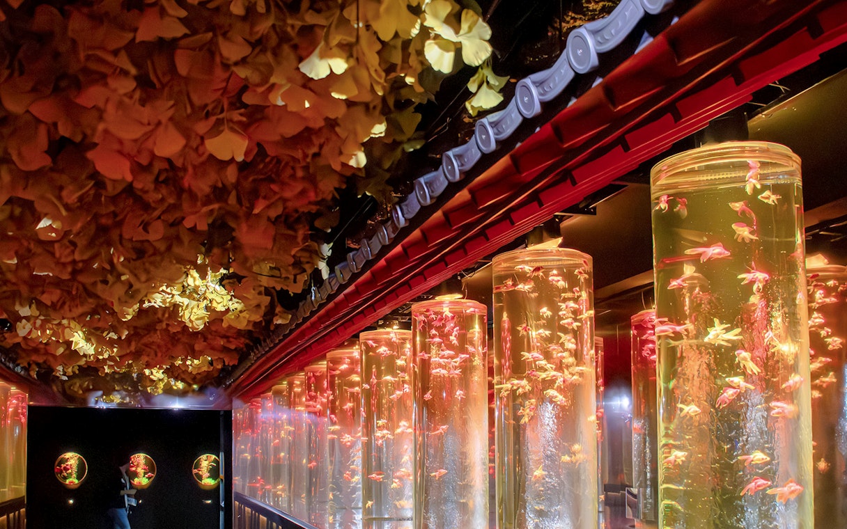 Goldfish in illuminated tanks at Ginza Art Aquarium, Tokyo.