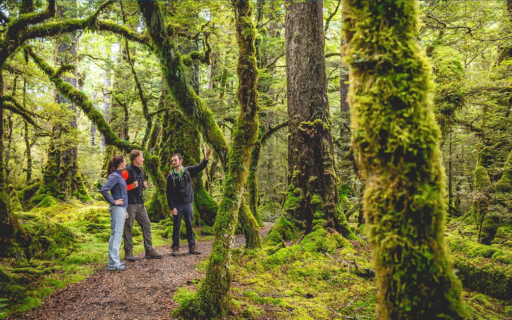 Guided group exploring lush forest on Milford Sound wilderness walk.