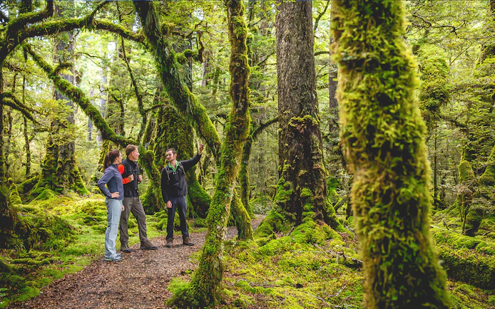 Guided group exploring lush forest on Milford Sound wilderness walk.