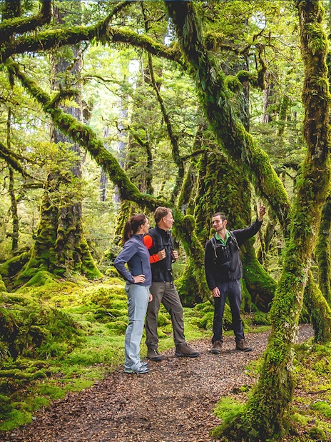 Guided group exploring lush forest on Milford Sound wilderness walk.
