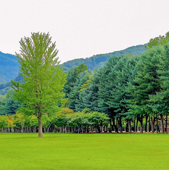 Sailing to Nami Island? Here’s all you need to know