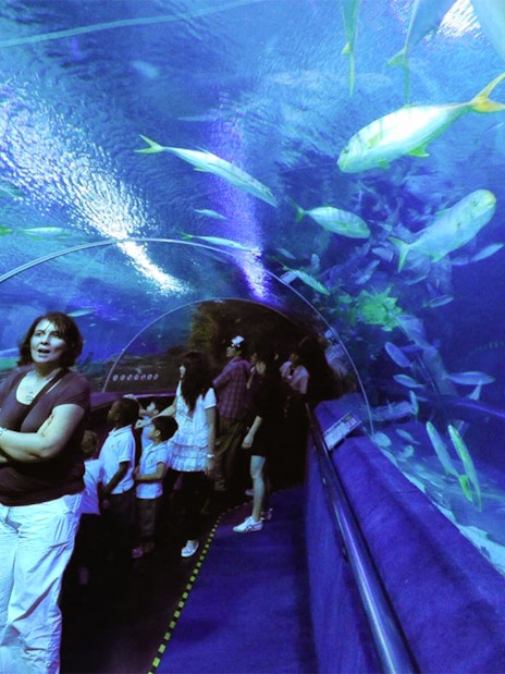 Visitors walking through underwater tunnel at Aquaria KLCC, surrounded by marine life.