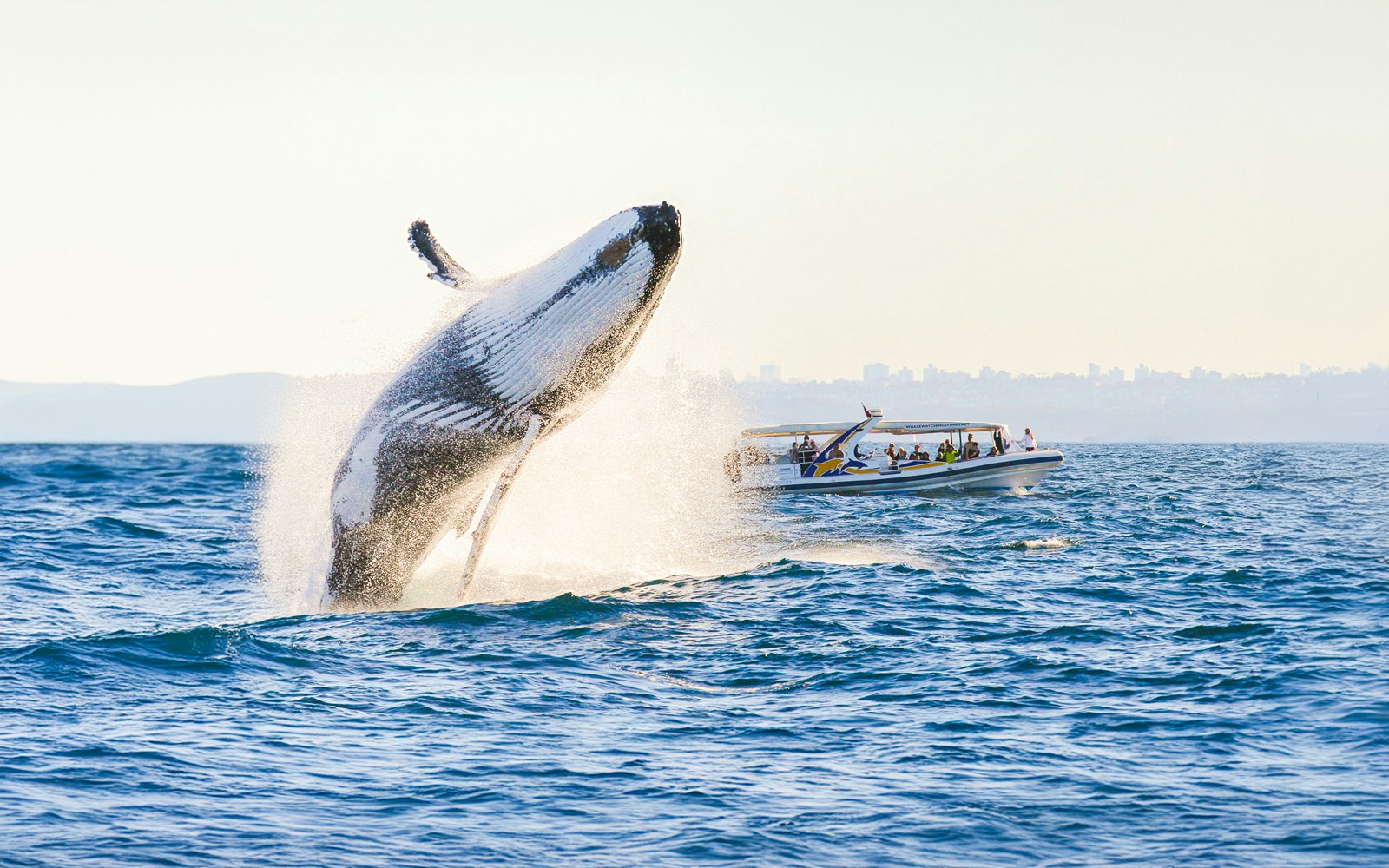 Humpback whales tromso